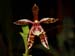 Phalaenopsis_borneensis
