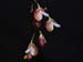 Pleurothallis_cypripedioides