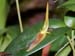 Pleurothallis_spec