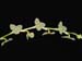 Stelis