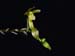 Systeloglossum ecuadorense