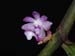 Trichoglottis_latisepala