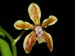 Vanda_lamellata