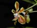 Vanda_lamellata2