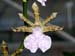 Zygopetalum_maculatum_Bolivien_Brasilien