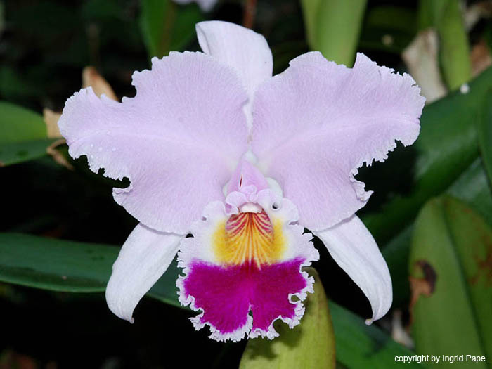 BLC_Wacholderpark