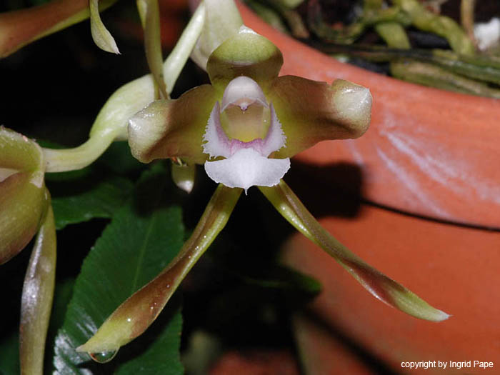 Batemania_colleyi