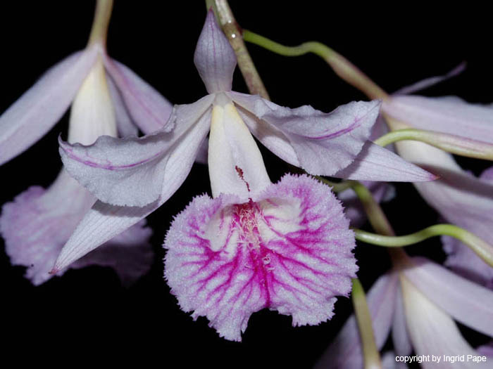 Broughtonia_negrilensis