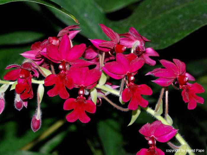 Calanthe_Saint_Aubin