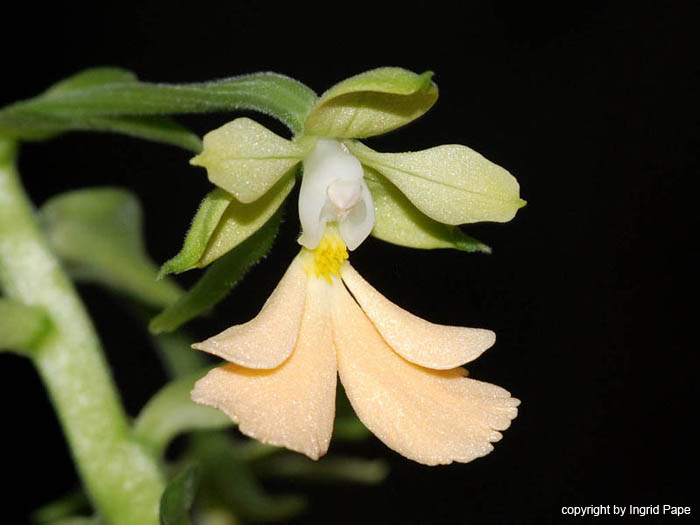 Calanthe_argentea_striata-Ostasien