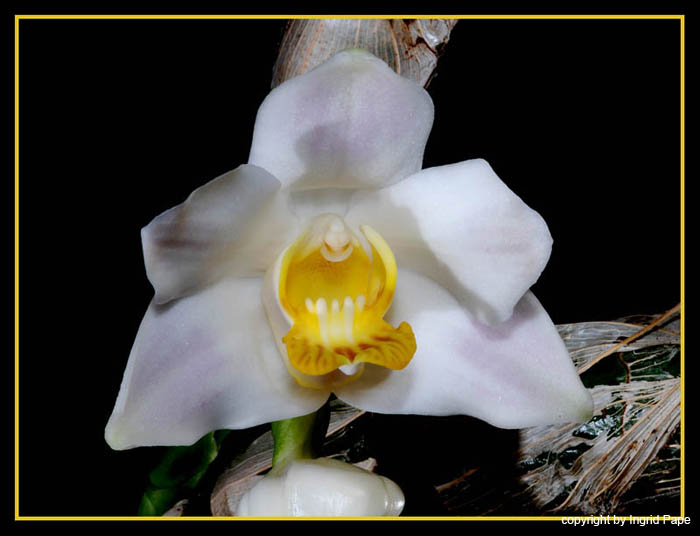 Chysis_bractescens