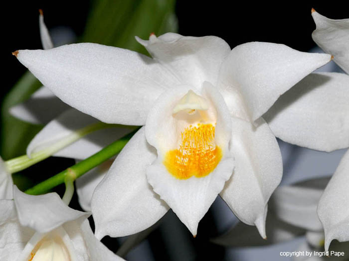 Coelogyne_mooreana