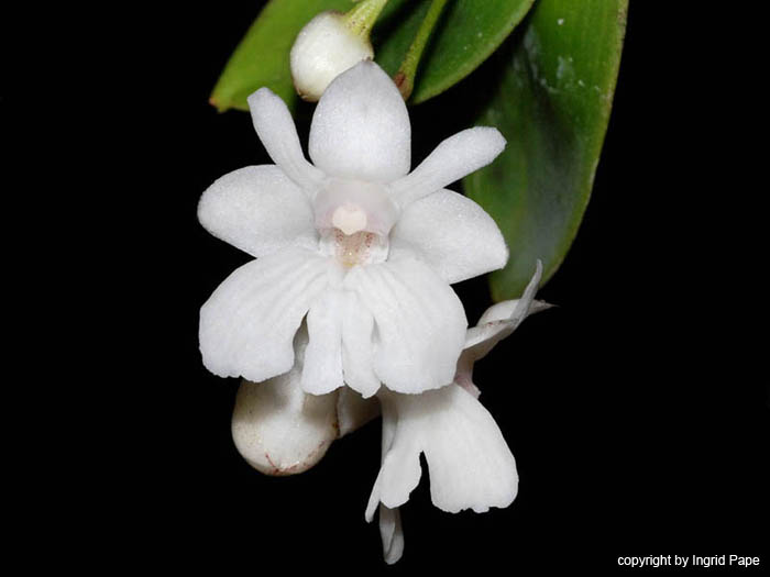 Dendrobium_aberrans