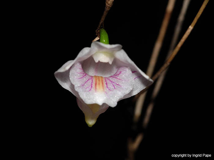 Dendrobium_aff_tenellum