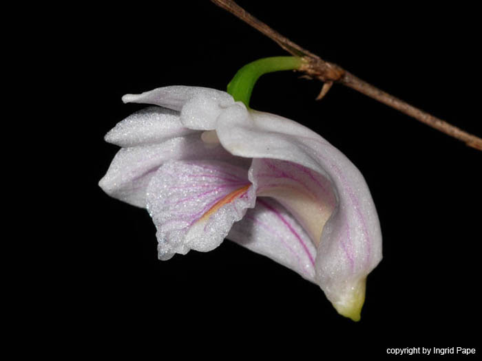 Dendrobium_aff_tenellum2