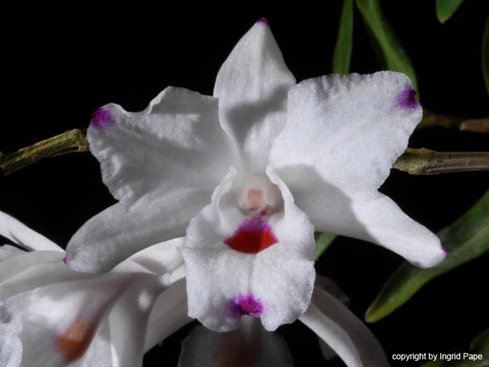 Dendrobium_annae2_