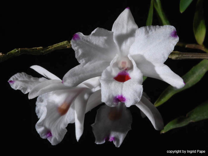 Dendrobium_annae_