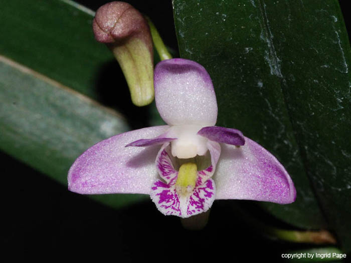 Dendrobium_kingianum