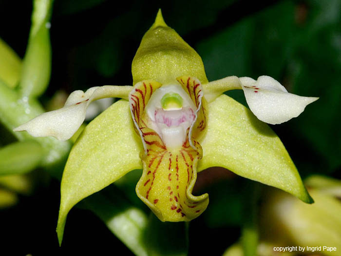 Dendrobium_macrophyllum