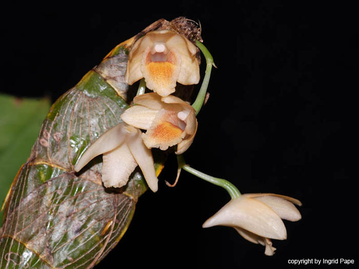 Dendrobium_spec2