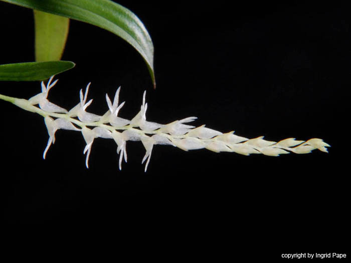 Dendrochilum_pumilum2