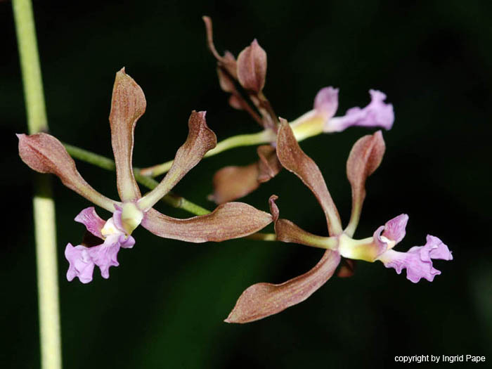 Encyclia_osmantha