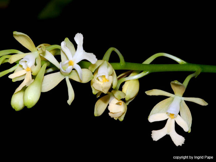 Epidendrum_ventricosum