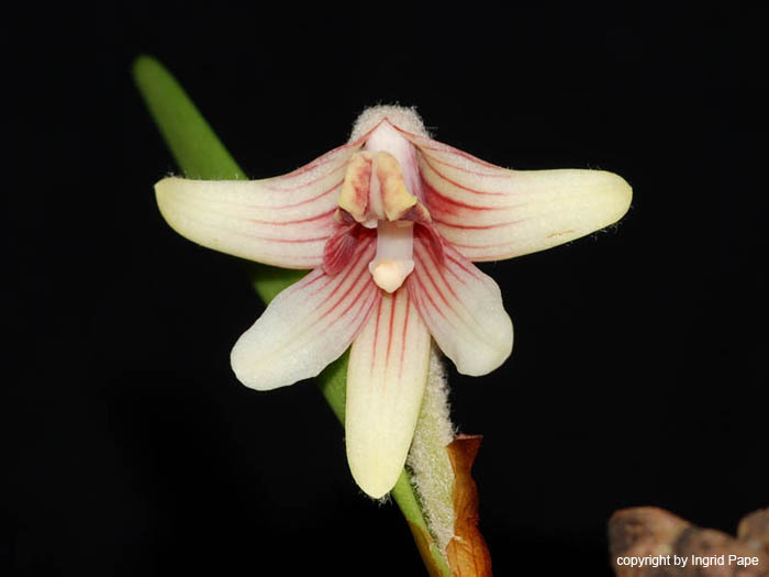 Eria_globifera2