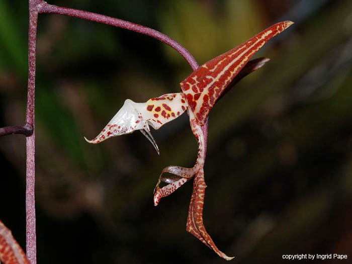 Gongora_aff_leucochila