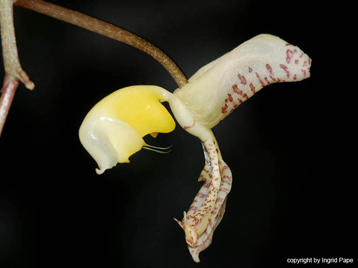 Gongora_truncata_Mexiko