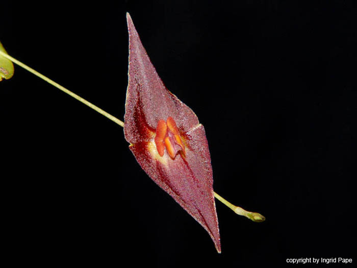 Lepanthes_elegantula