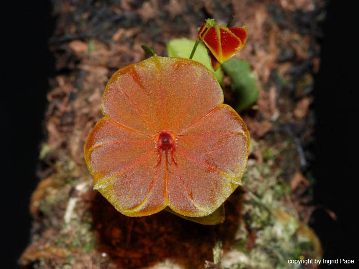 Lepanthes_telipogoniflora3