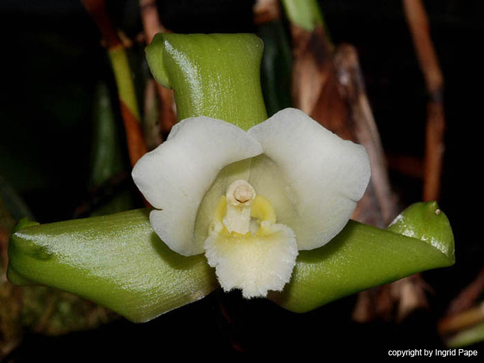 Lycaste_leucantha