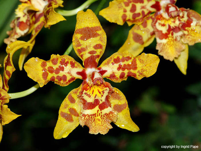 Odontocidium_Artur_Elle
