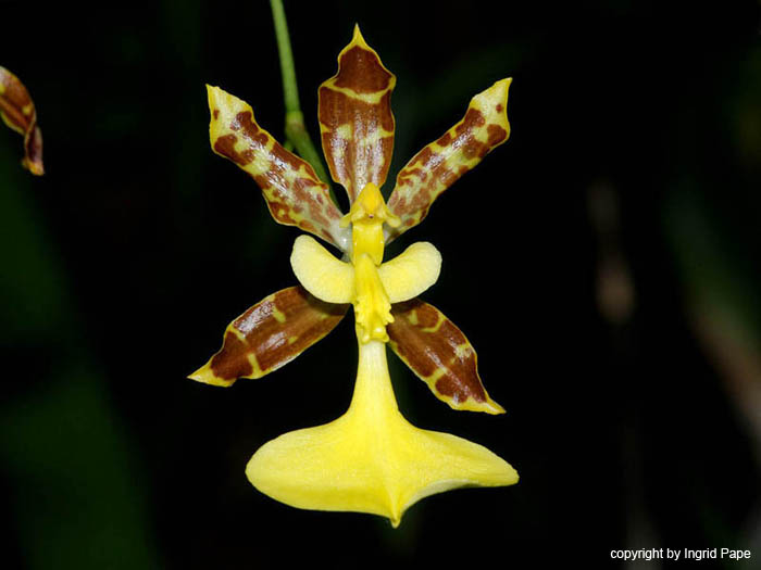 Oncidium_tigrinum