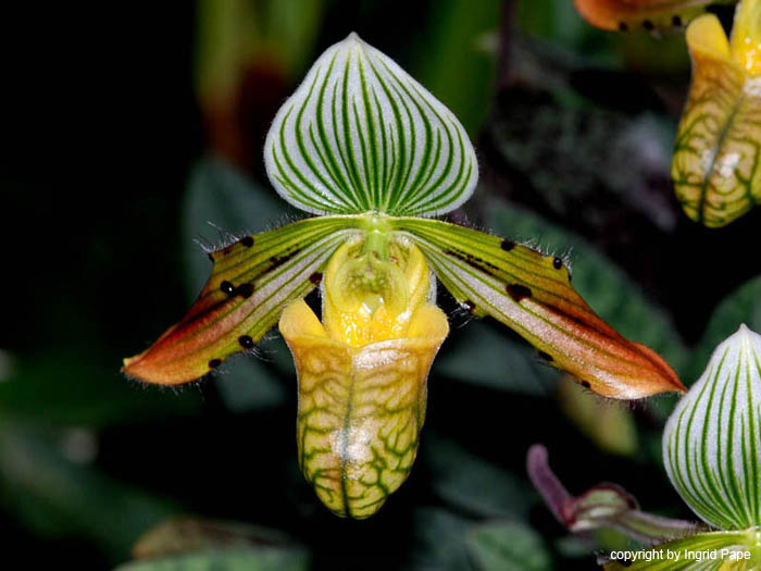 Paphiopedilum_venustus