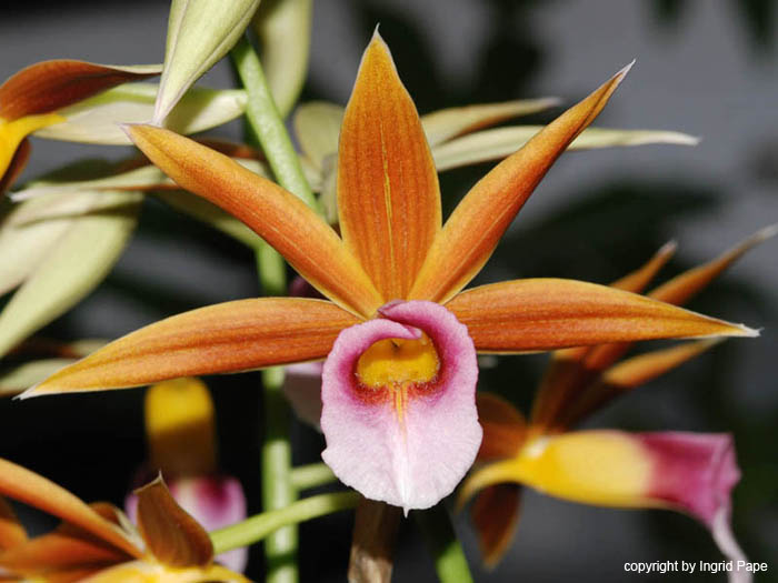 Phaius_tankervilleae