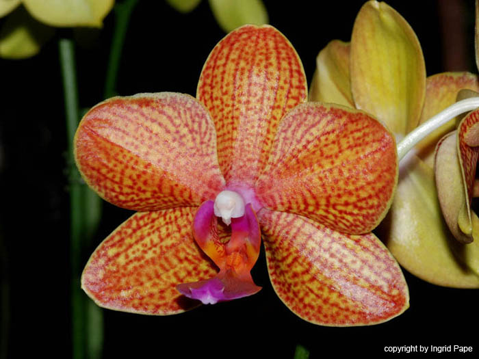 Phalaenopsis_Bavaria