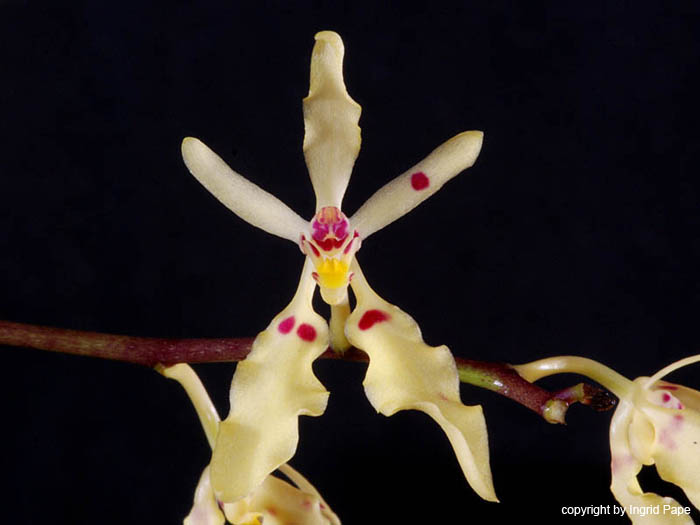 Renanthera_citrina