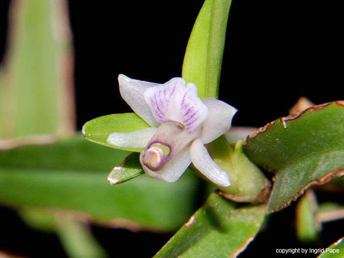 Scaphyglottis_spec