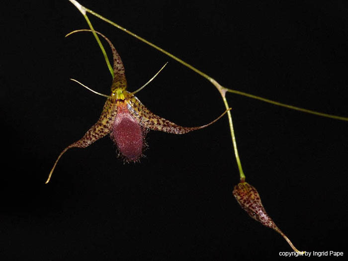 Specklinia_megalops