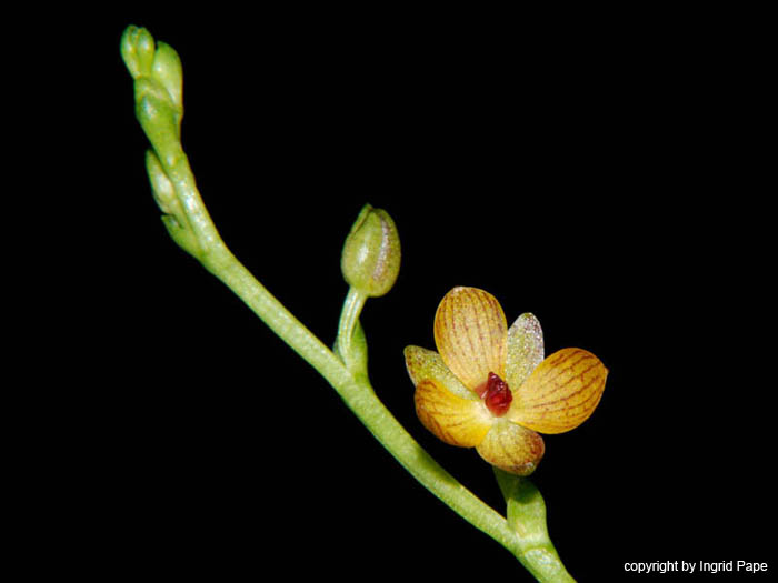 Telipogon_venustus