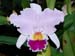 BLC_Wacholderpark