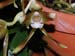 Batemania_colleyi