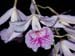 Broughtonia_negrilensis