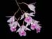 Broughtonia_negrilensis2