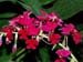 Calanthe_Saint_Aubin