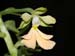 Calanthe_argentea_striata-Ostasien