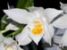 Coelogyne_mooreana