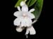 Dendrobium_aberrans